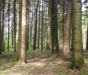 Lektion eines Baumes…