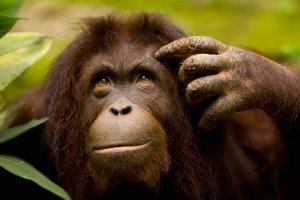 Sind Tiere intelligent?