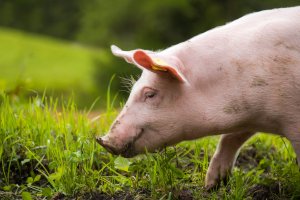 Berührendes Gespräch mit einem Schwein