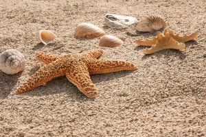 Dankeschön der Seesterne